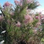 Tamarix ramosissima Облик