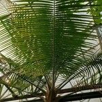 Cocos nucifera Blad