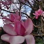 Magnolia campbellii 花