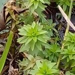 Rotala densiflora Leaf