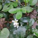 Murraya paniculata Blüte