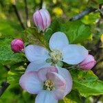 Malus sylvestrisFlower