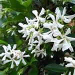 Trachelospermum jasminoidesFiore