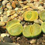 Lithops spp. 整株植物