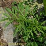 Pleurospermum austriacum Облик