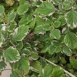 Plectranthus madagascariensis 葉