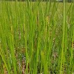 Juncus filiformis ഇല