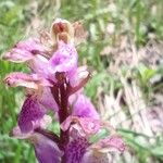 Orchis spitzelii Квітка