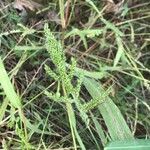 Echinochloa crus-galliഫലം