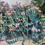 Kalanchoe marnieriana Квітка