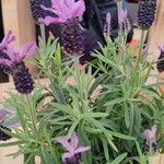 Lavandula stoechas Yaprak