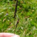 Festuca rubra Λουλούδι