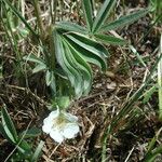 Potentilla alba 葉