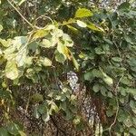 Cordia dichotoma Leaf