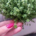 Sedum japonicum Hoja