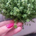 Sedum japonicum Lapas