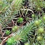 Petrosedum forsterianum Blad