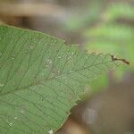 Pteris commutata