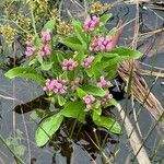 Pluchea odorata പുഷ്പം