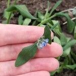 Myosotis arvensis Fleur