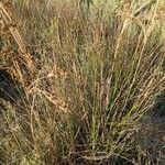 Juncus maritimus Habitus