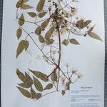 Clematis gouriana 其他