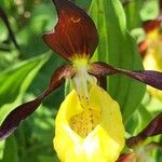 Cypripedium calceolus Květ