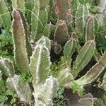 Stapelia grandiflora Leaf