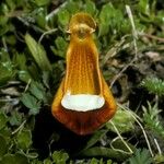 Calceolaria uniflora Λουλούδι