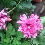 Chrysanthemum indicum花