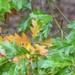 Quercus coccinea Лист