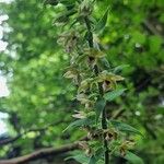 Epipactis muelleri Kvet