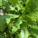 Lactuca canadensis Blatt