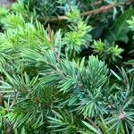 Juniperus rigida Folha
