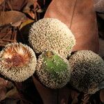 Treculia africana Fruto