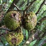 Naucleopsis capirensis Fruto