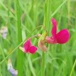 Lathyrus nissoliaFlower