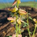 Crotalaria brevidens 花