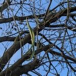 Catalpa bignonioides Hedelmä