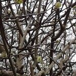 Actinidia chinensis Habit