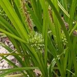 Carex grayi Fruto