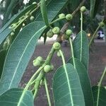 Ficus salicifolia Fruit