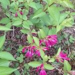 Weigela hortensis Кветка