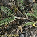 Astragalus solandri Hábito