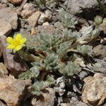 Potentilla pseudosericea Flor