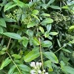 Ligustrum vulgareFeuille