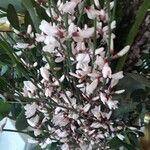 Retama raetam Fleur