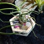 Tillandsia bulbosa 葉