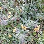 Alkanna graeca Flor