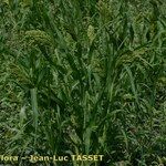 Panicum miliaceum Hábito